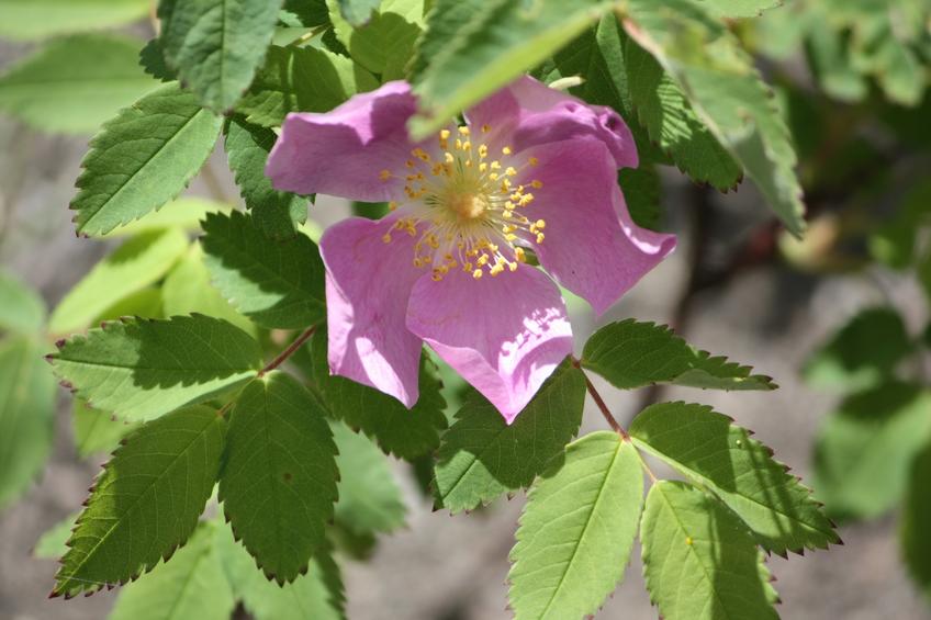 Wild Rose — Photo 97 — Project 365